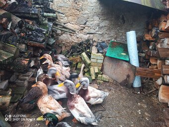 Kachna saská a ruánská - 3