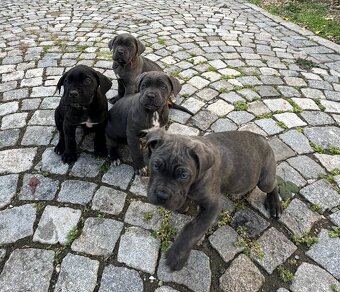 Štěňátka Cane Corso - 3