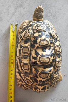 Želva pardálí - 3