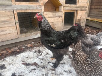 Brahmanka velká - 3