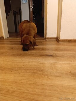 Rhodéský ridgeback - 3