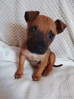 Štěňátko Stafordsky bulteriér bez Pp - 3