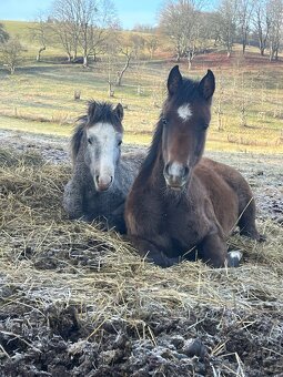 Arabsky plnokrevník - hřebeček, 6 měsíců - 3
