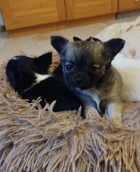 Čivava s PP, dlouhosrstá , pes - 3