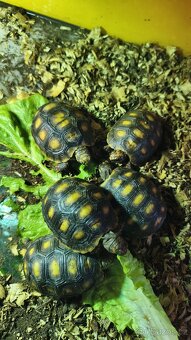 Želva uhliřská mláďata - 3