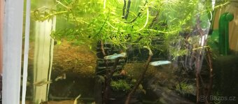 Platy,paví očka samce a skarály - 3