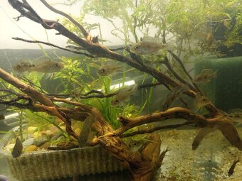 Tlamovci aulonocara - 3