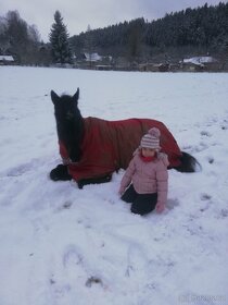 Vyjížďky na koních, trénink děti a dospělých - 3