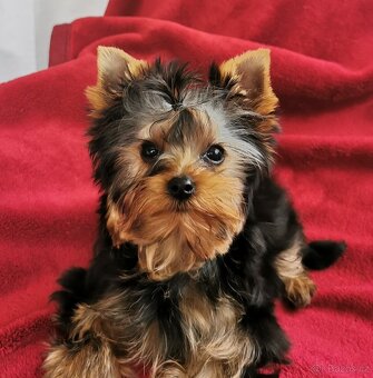 Jorkšírský terrier - 3