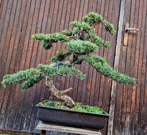 Bonsai, Bonsaj - Jalovec cinsky, Top 3 - 3