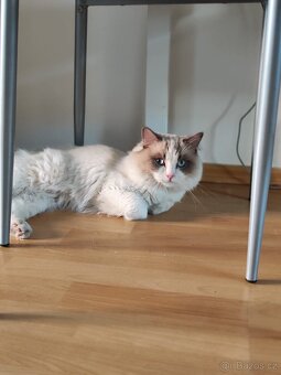 Ragdoll s PP ke krytí - 3