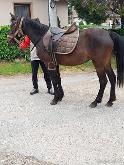 Predam jazdecku kobylu paint horse - 3