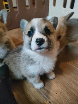 Welsh corgi Pembroke s PP - 3
