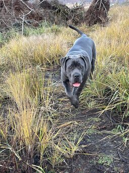 Cane Corso - 3