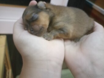 Štěňátka pomeranianu - 3