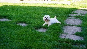 Maltipoo Black. - 3