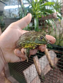 Hrabatka drsná (Pyxicephalus adspersus) - 3