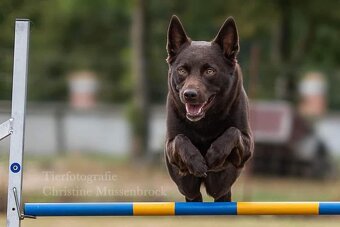 Australská kelpie - 3
