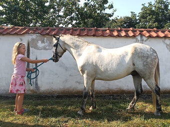 Pony KHV 134 cm (kat.A) 8 letý - 3