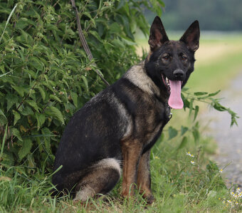 Německý ovčák - štěňata - 3