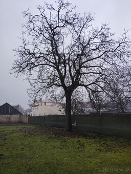 Ořechové dřevo zdarma - 3