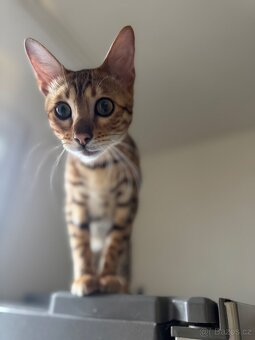 Bengálská kočka - 3