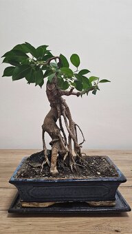 Bonsai Ficus Retusa - 3