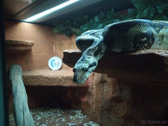 Hroznýš královský černá forma - 3