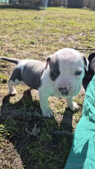 Americký stafordšírský teriér bez pp - 3