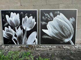 Obrazy tulipánů - 3