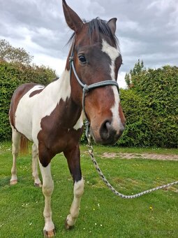 Paint horse valach 2 roky - 3