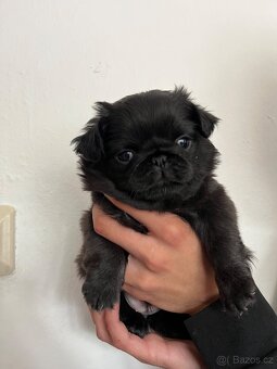 Mops bez PP - 3