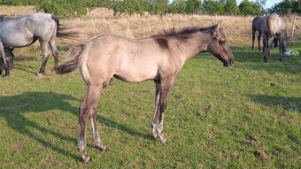 QH hřebeček grullo roan a grullo - 3