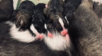 🐾 Štěňátka – kříženci stafbull x sibiřský husky 🐾 - 3