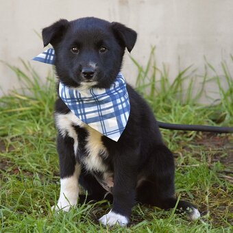 🐾 BIM – malé sluníčko, které čeká na svůj domov - 3