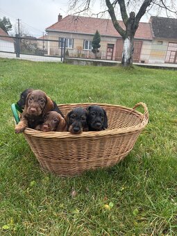 Štěňátka jezevčíka - 3