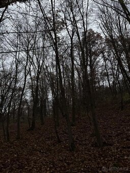 Prodám lesní pozemek v k.ú. Zadní Kopanina - 3