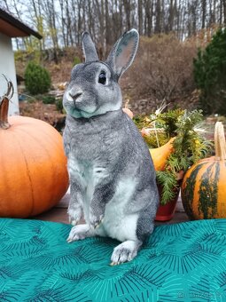 Zakrslý REX činčilový s PP samička 94b - 3