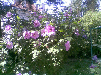 IBIŠEK SYRSKÝ stovky semen vypěstujte si kvetoucí živý plot - 3