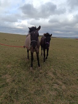 Hřebeček Huculského koně - 3