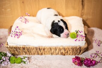 Landseer - štěňata s PP - 3