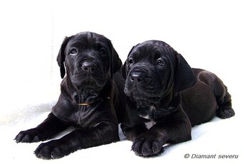 Tosa inu - TOP štěňátka s PP - 3
