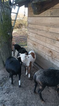 kamerunská jehňata - 3