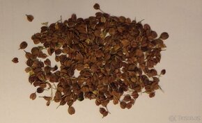 Rozrazil ožankovitý - Veronica teucrium 300 semen 50 Kč - 3