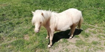Prodám shetland hřebečka - 3