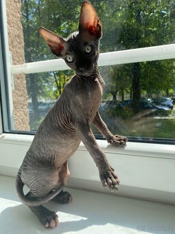 Kocourek Sphynx - 3