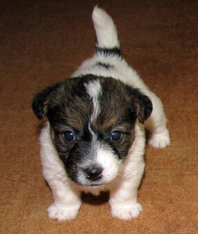 Jack Russell teriér – 2 pejsci + 2 fenky s PP k rezervaci - 3