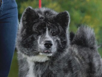 Akita Inu - 3