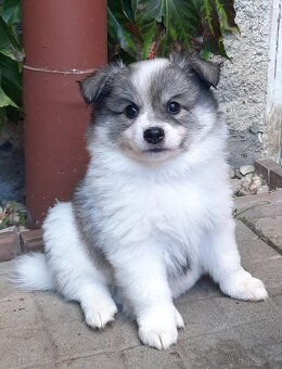 Německý špic střední - 3