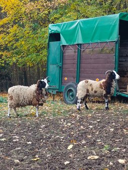 Prodám Jakobovi ovce - 3